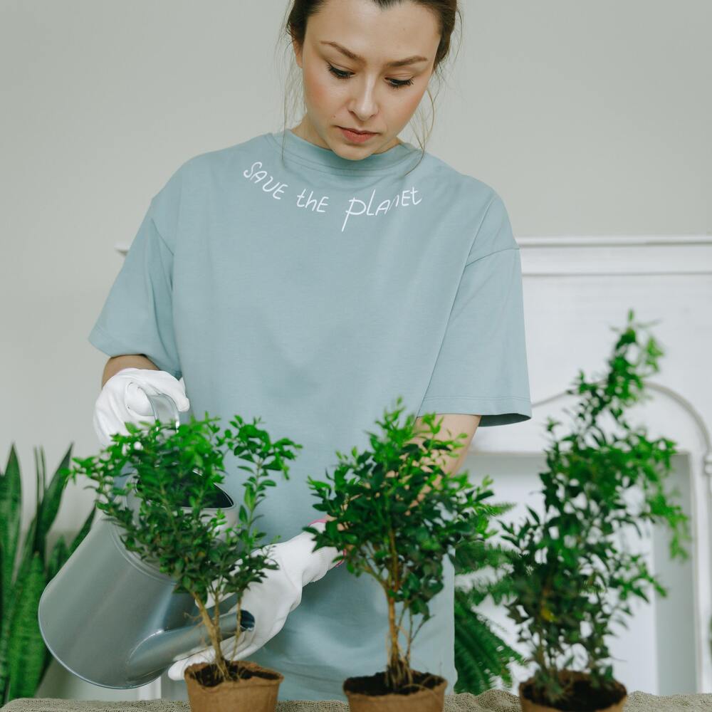 Watering to the baby Home plant