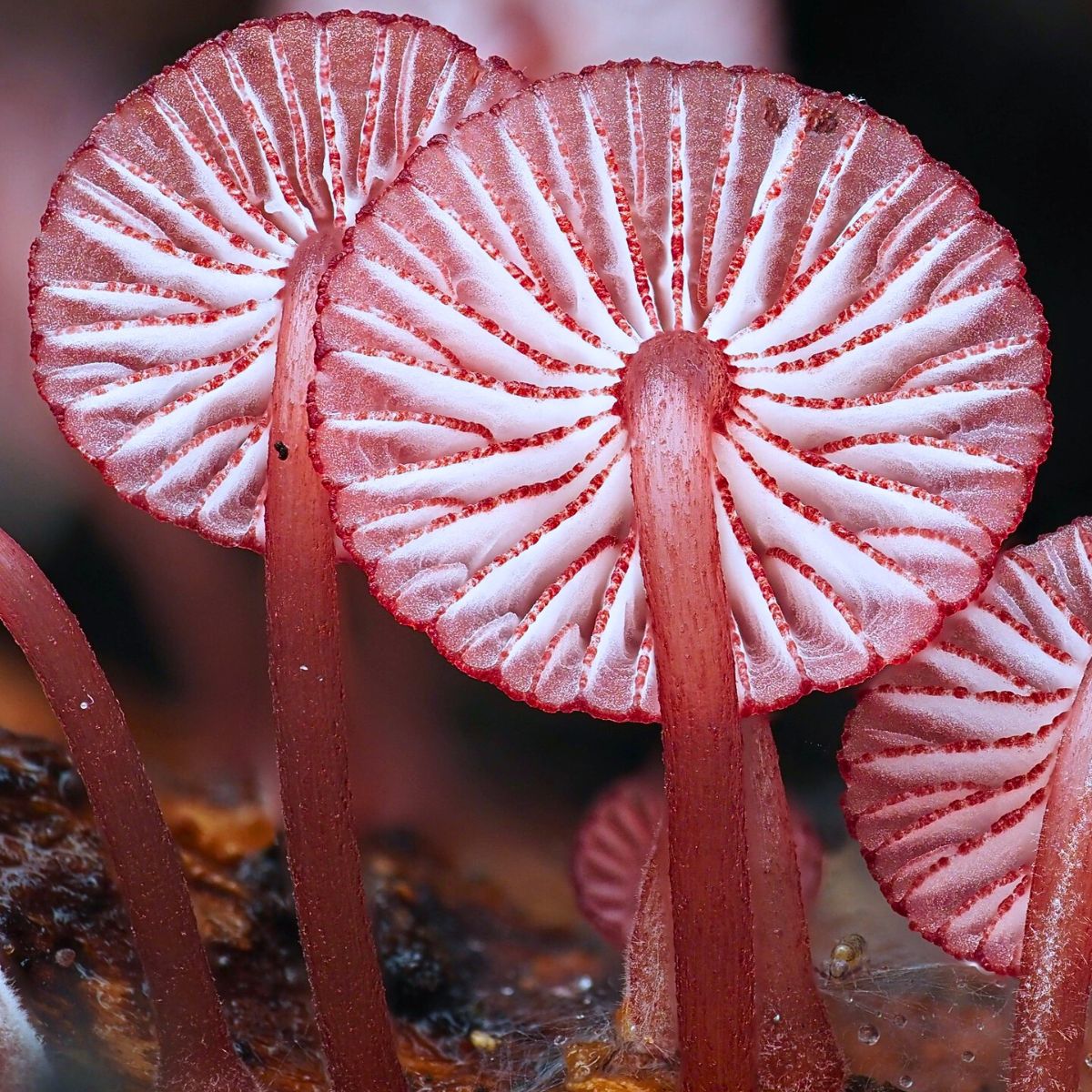 Jay Lichter's Macro Photography Uncovers the Vibrant and Intricate World of Slime Molds