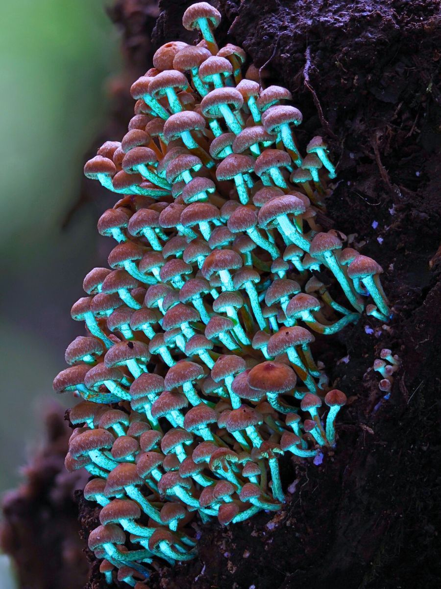 Jay Lichter's Macro Photography Uncovers the Vibrant and Intricate World of Slime Molds