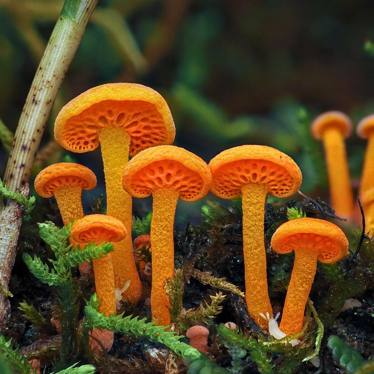 Jay Lichter's Macro Photography Uncovers the Vibrant and Intricate World of Slime Molds