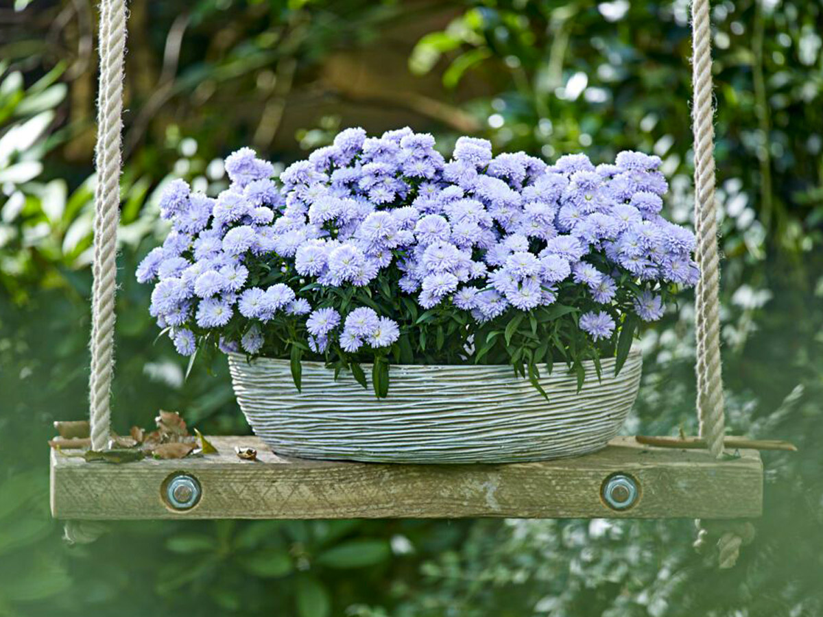 Aster Showmakers Lilac Sunset on a patio