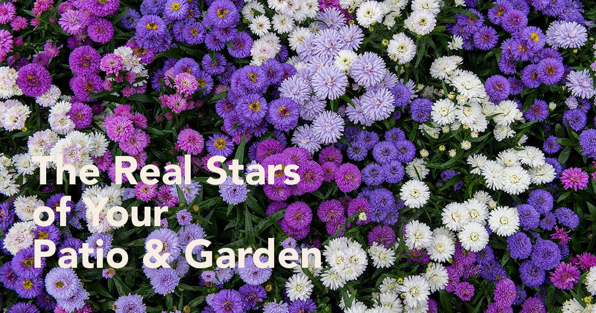 Royal Van Zanten’s Aster Showmakers® Guarantee a Summer and Autumn Filled With Color