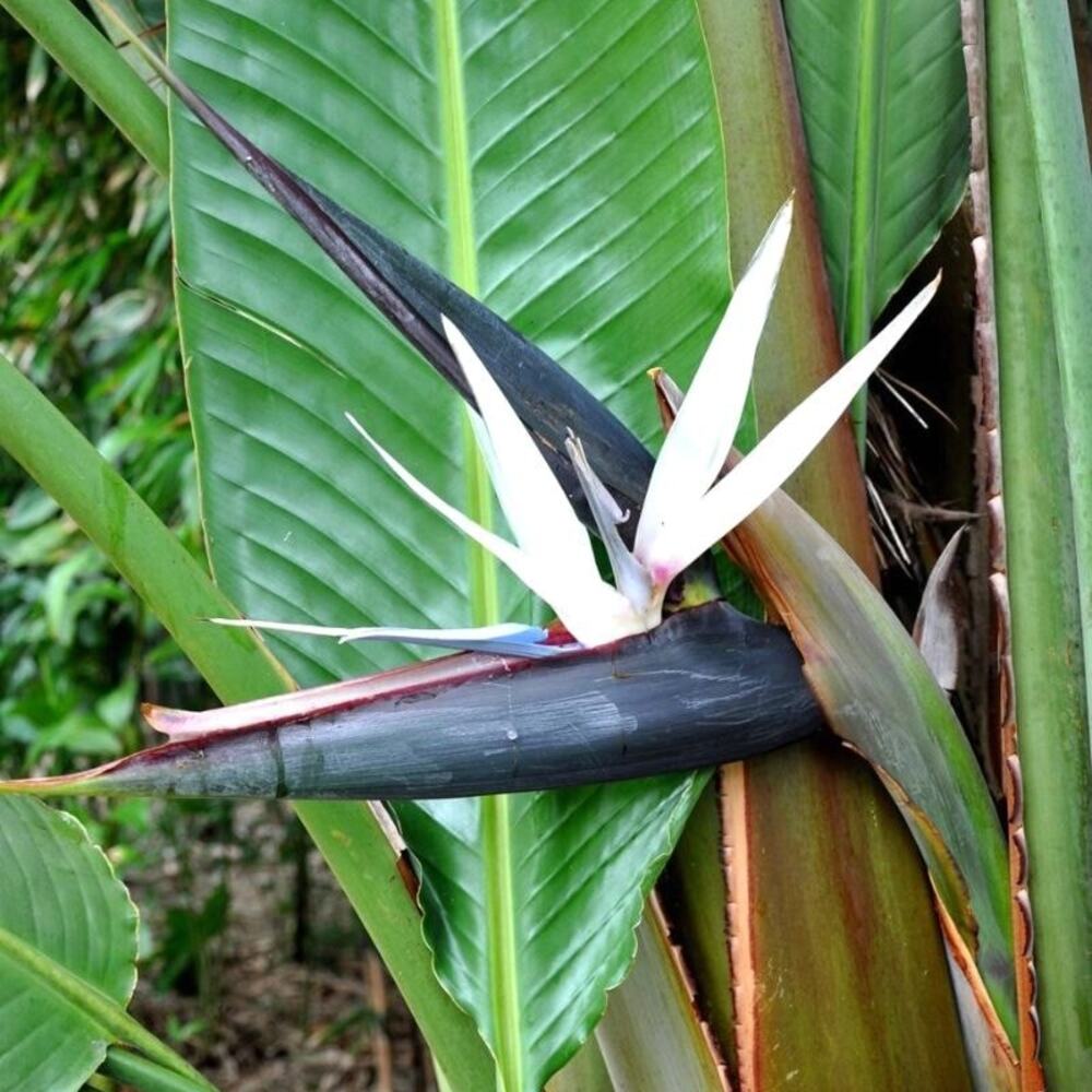 White bird of paradise plant