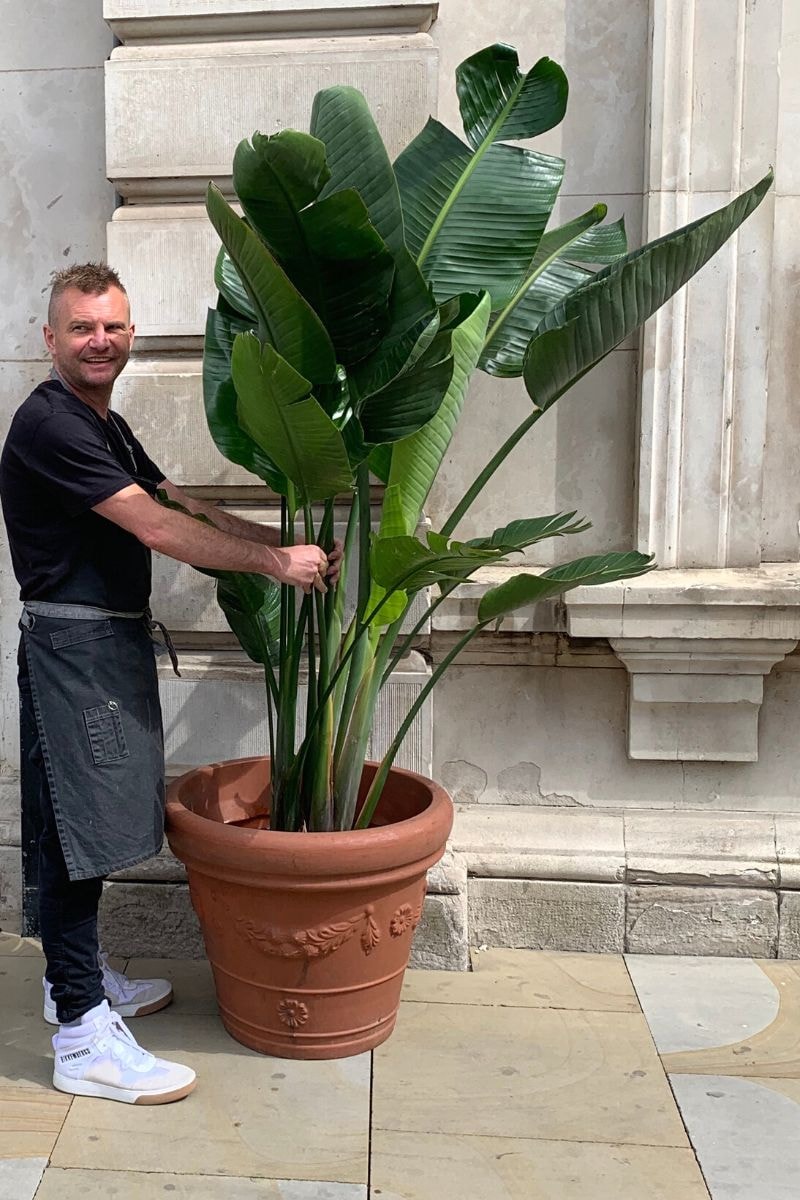 a giant white bird of paradise plant can grow up to 8 feet tall