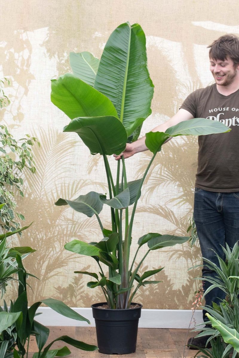 strelitzia nicolai, or the giant white bird of paradise