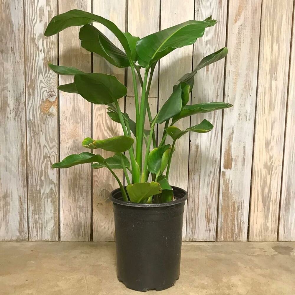 small potted white bird of paradise