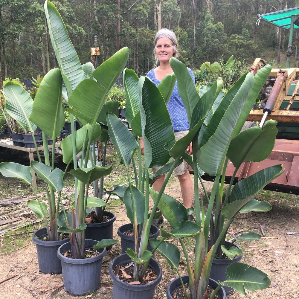 potted white bird of paradise for sale at wegrowplants