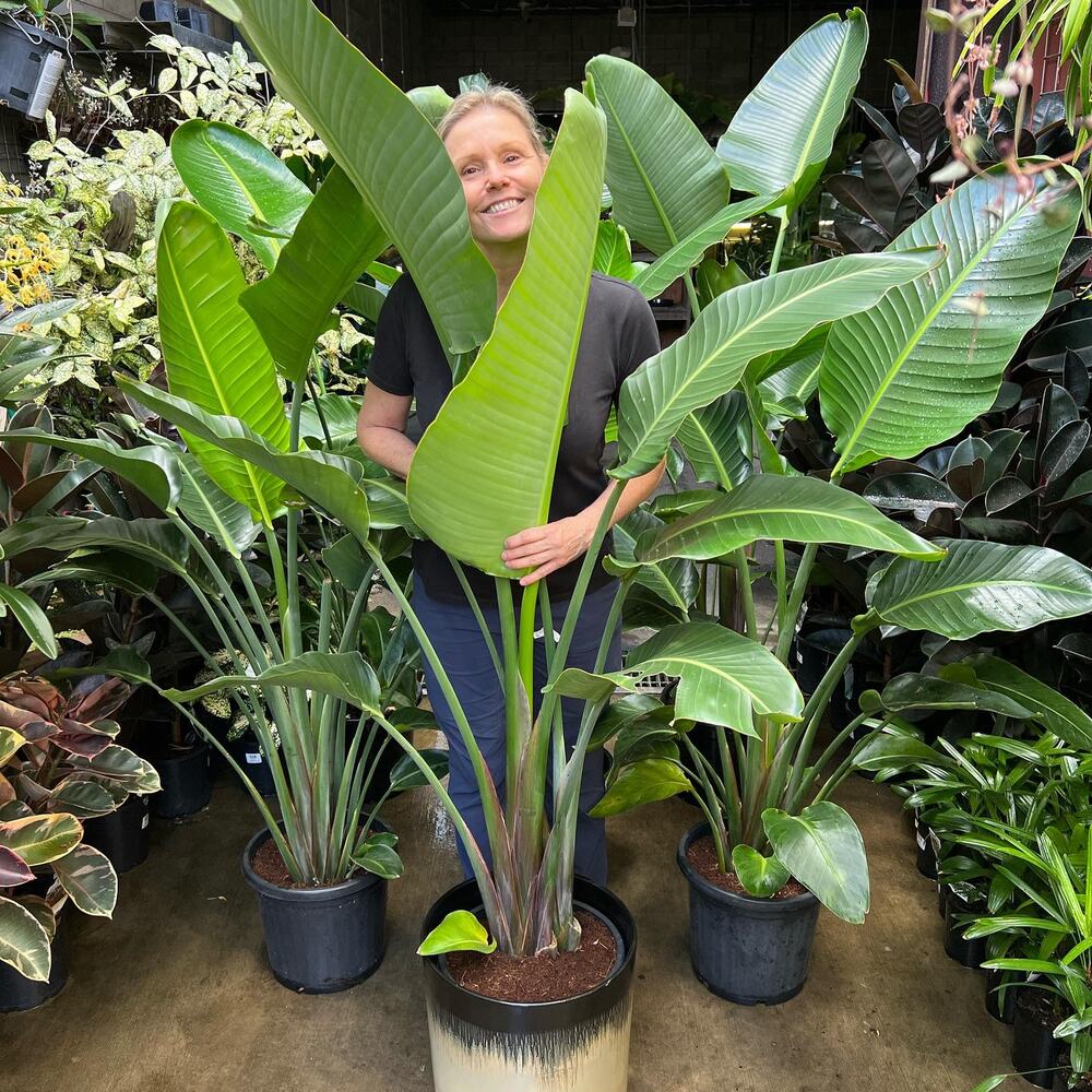 another set of giant white bird of paradise plant on sale