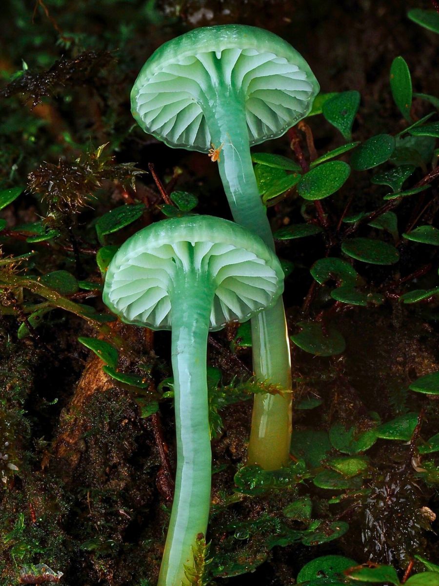 Jay Lichter's Macro Photography Uncovers the Vibrant and Intricate World of Slime Molds