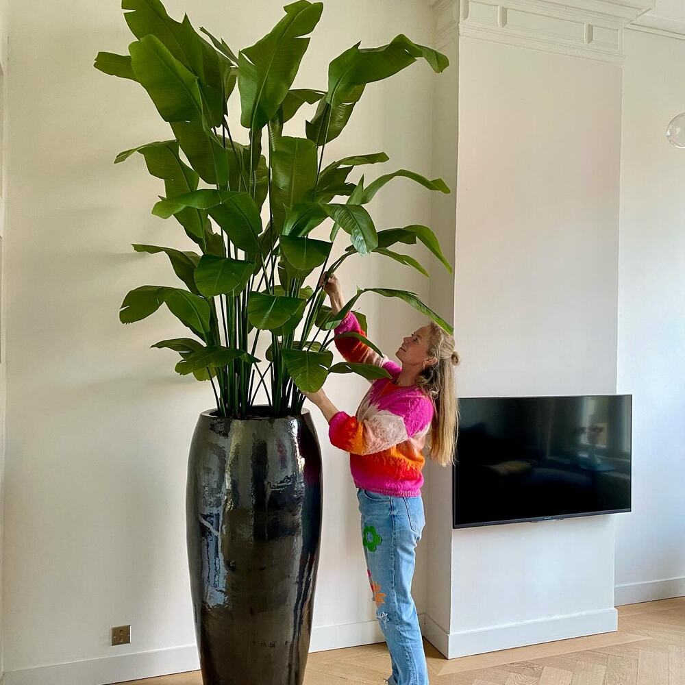 There is a reason why its called the 'giant' white bird of paradise- a potted plant, with the pot itself atleast 4 feet tall