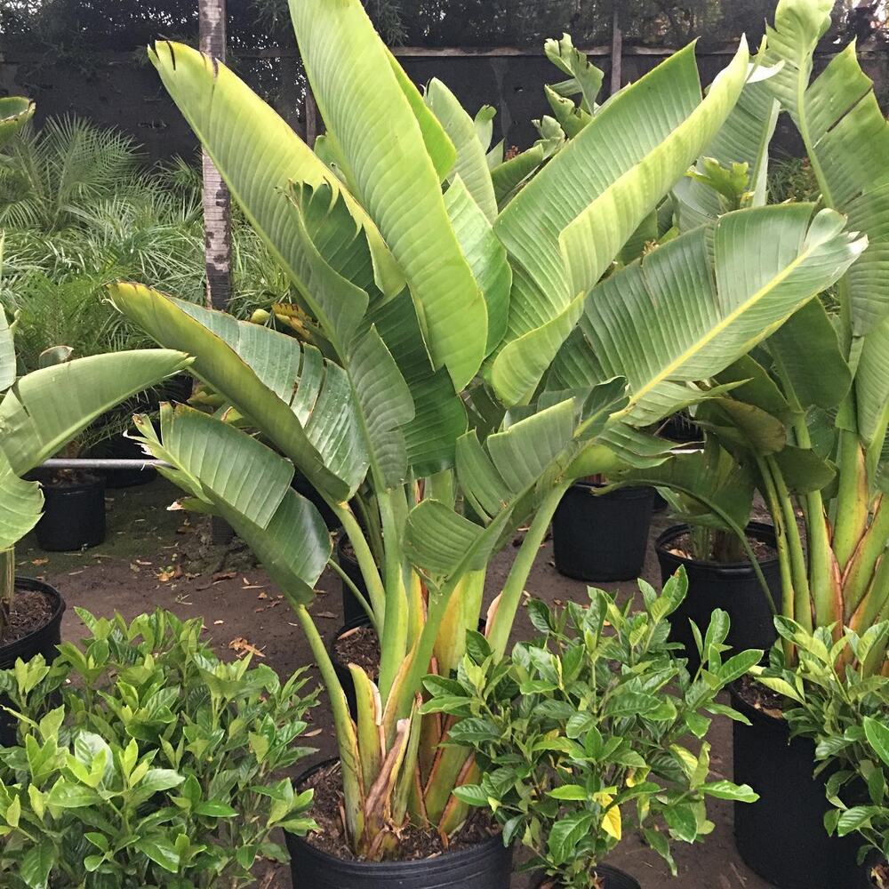 A bunch of white bird of paradise plants