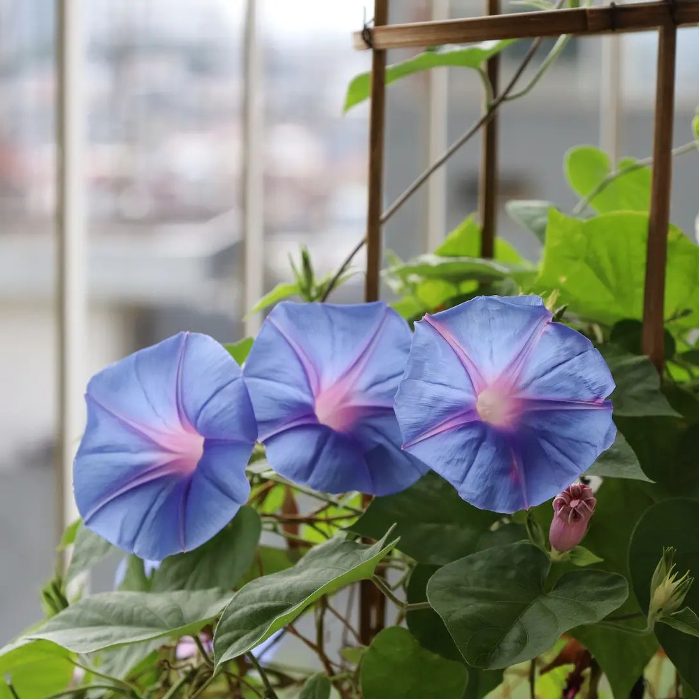 September Birth Flower -  morning glory