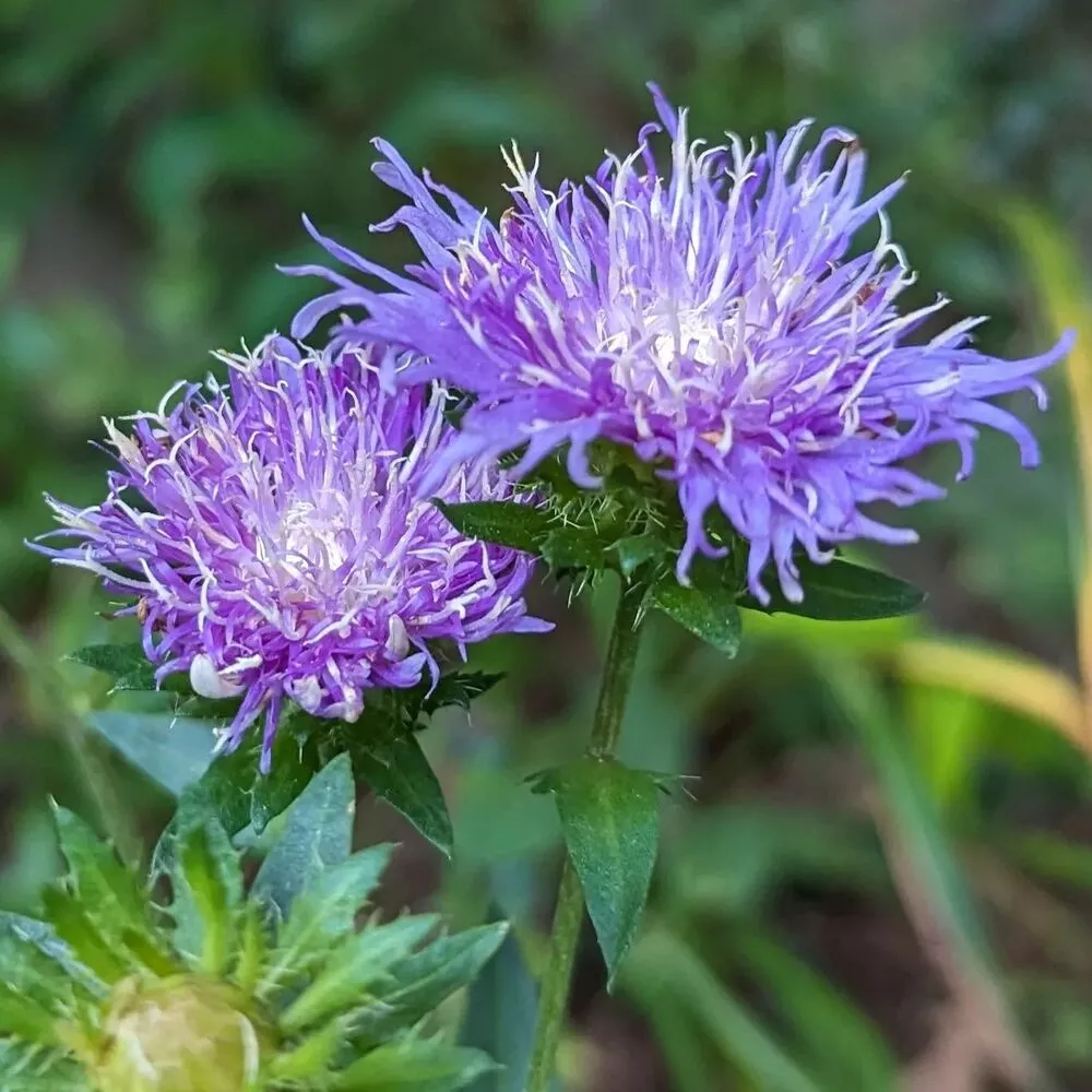 beautiful perennial - Aster Flower growing outdoors- september birth flower