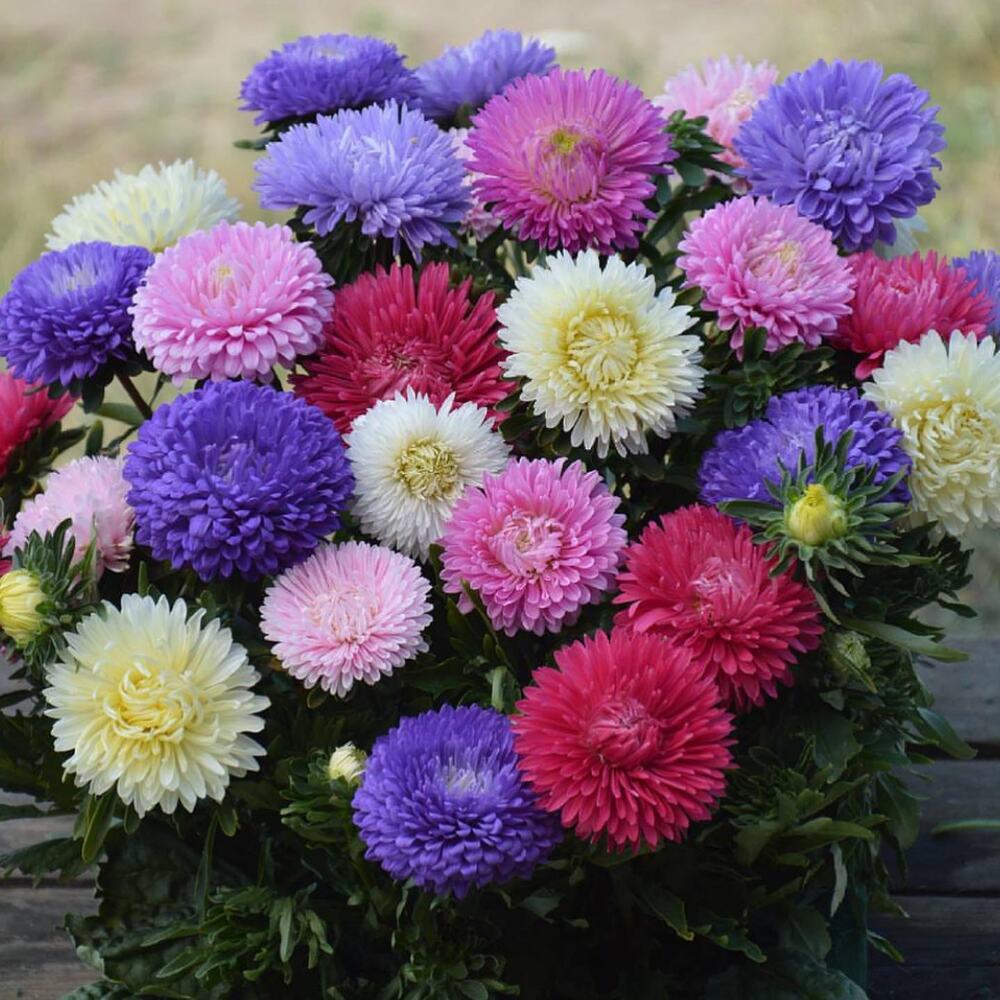 birth flower for september can also be a great addition to your garden space