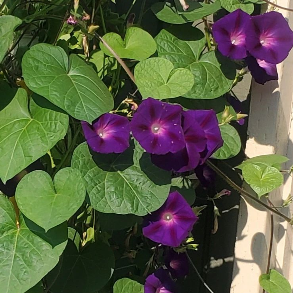 Dark purple Morning glory - birth flower for september