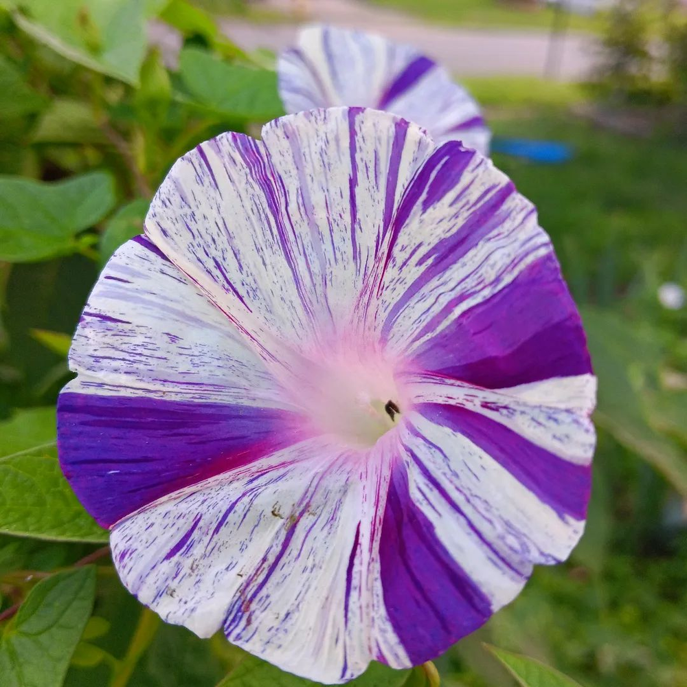 Beautiful color shade of morning glory flower - september birth flower