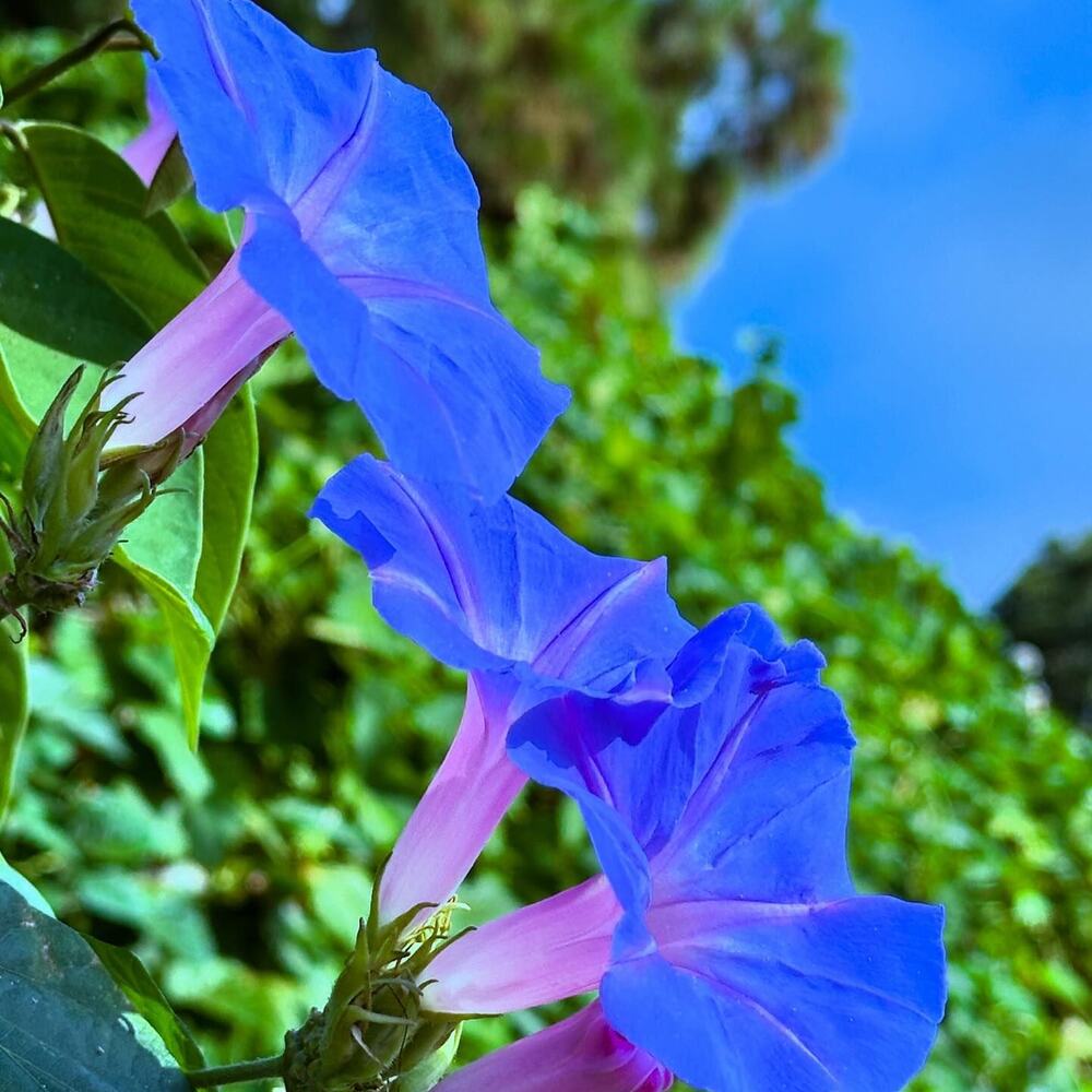 Blue morning glory flower for garden - birth flower for september