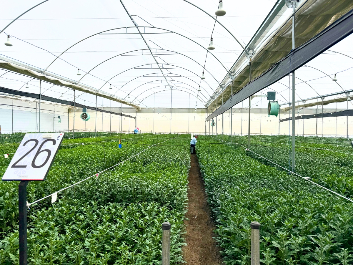 Deliflor greenhouses