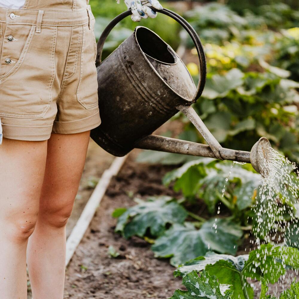 Watering to the garden plant