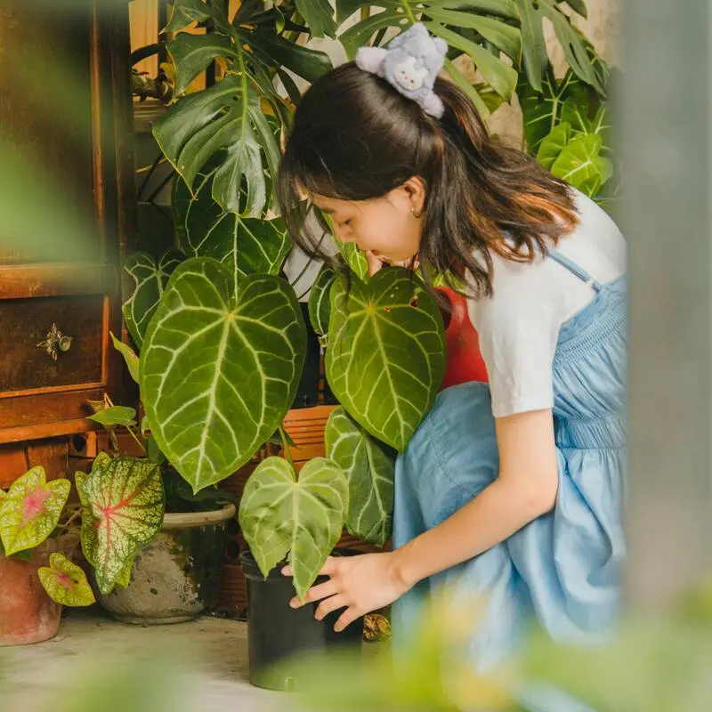 Cultivation of flowers and plants