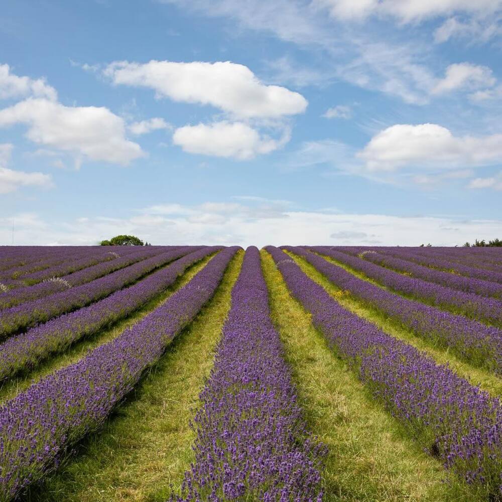 Cotswold lavender flowers Valley