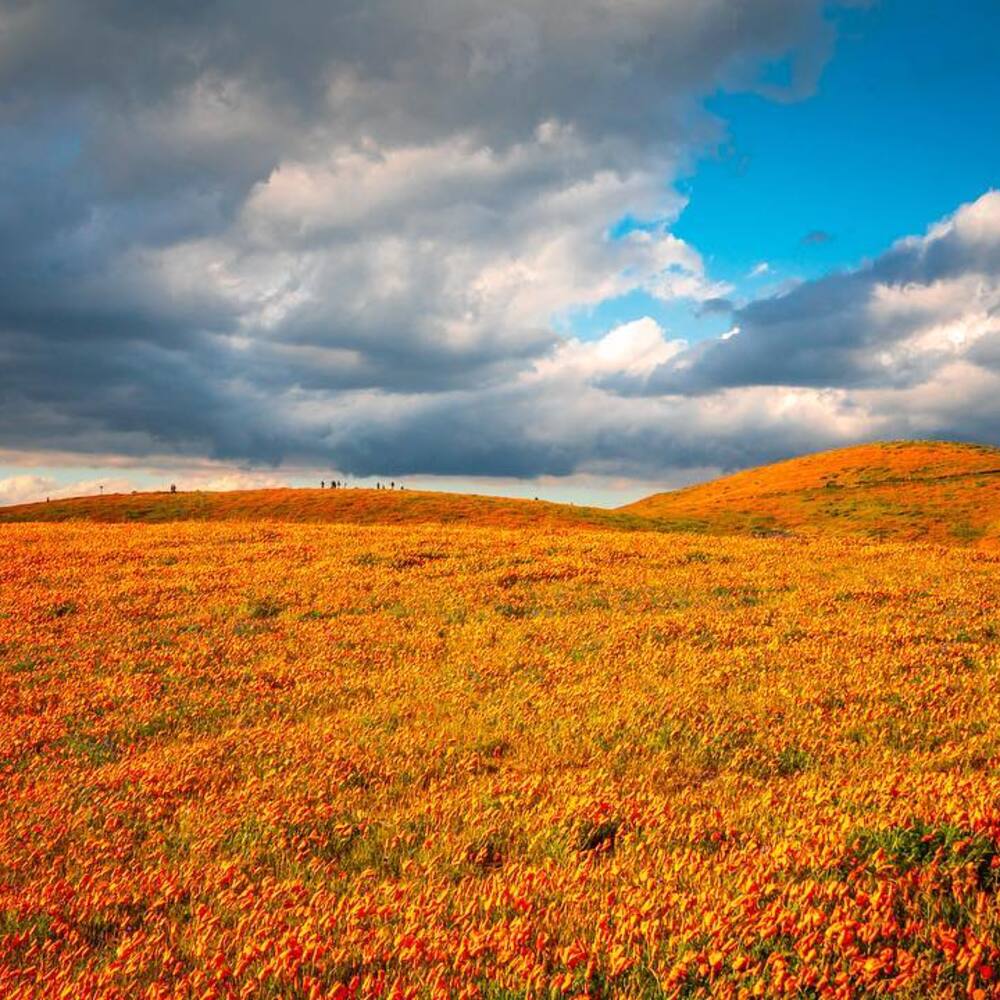 Antelope Valley California