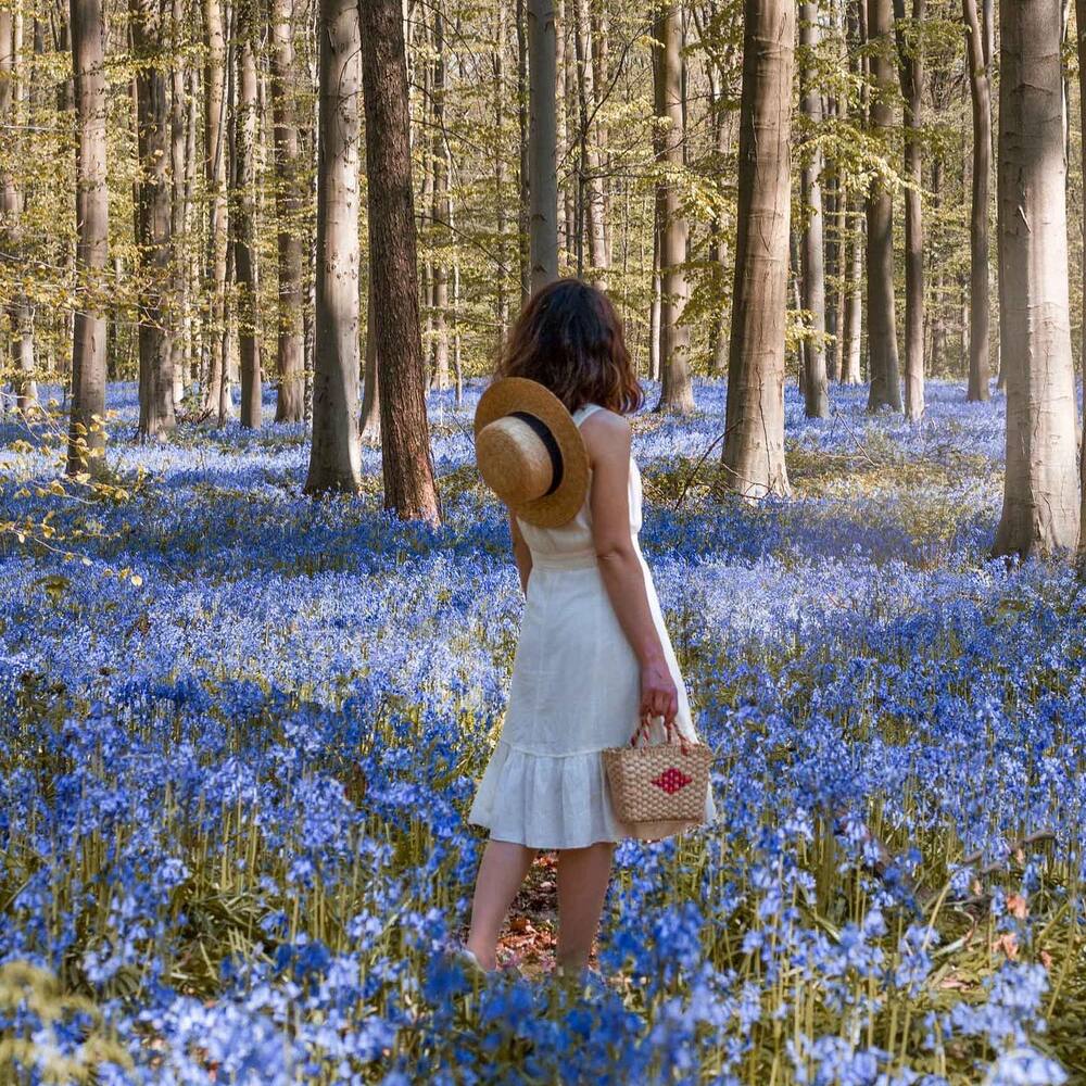 Amazing Hellerbos Forest - Flower valley in belgium