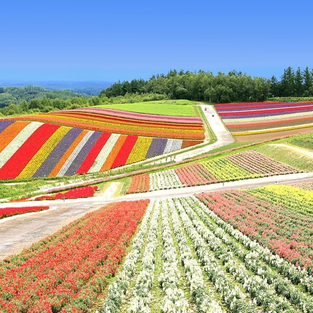 Colorful Furano Flower Fields 