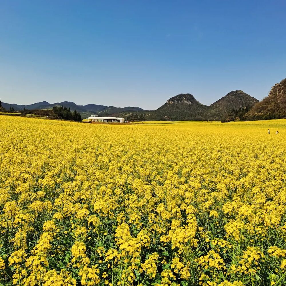 Yunnan Flower valley in China