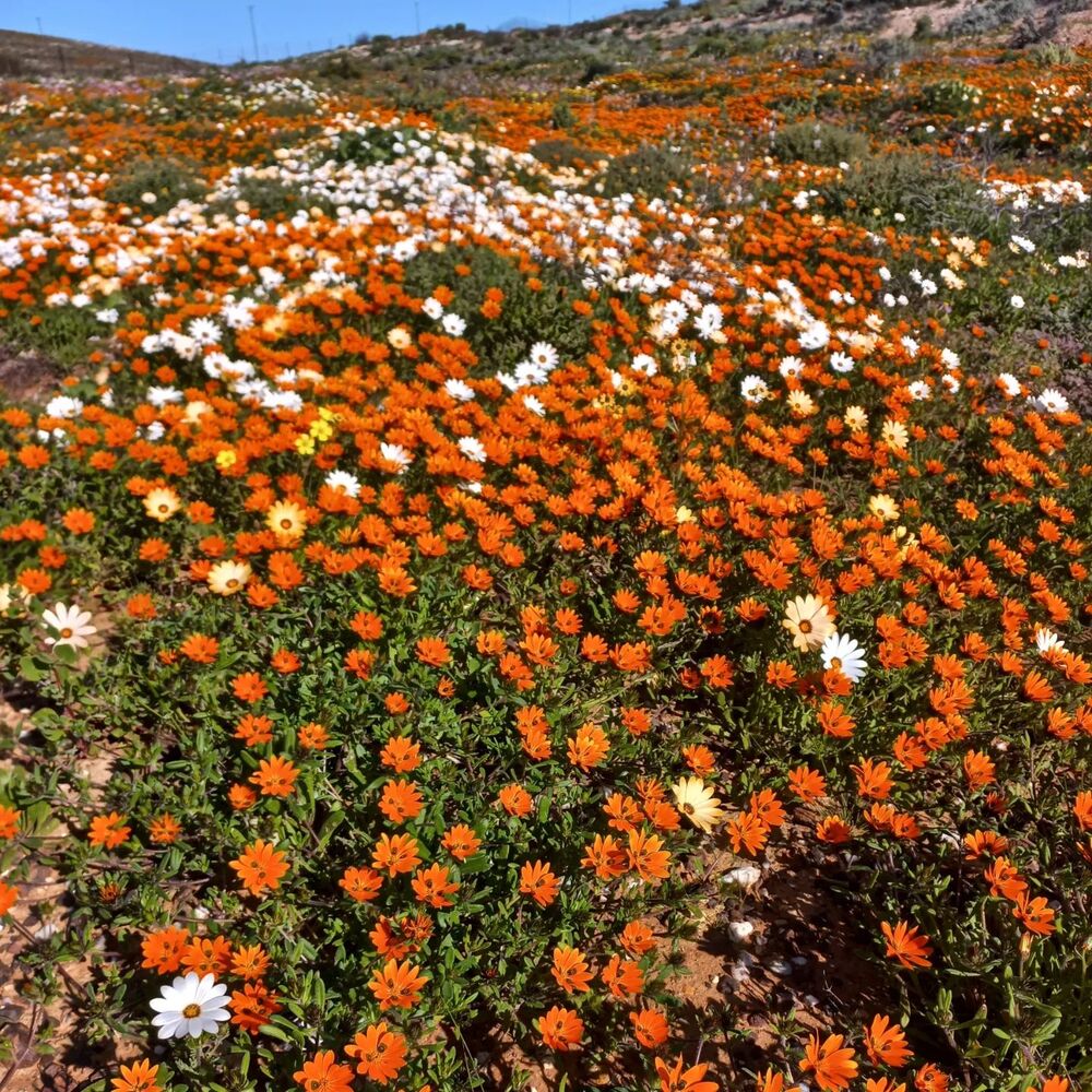 Namaqualand Flower valley in South Africa