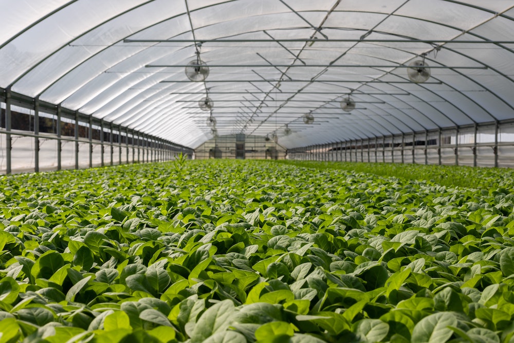 Will Flowers Be Affordable in the Future Due to High Energy Prices? Greenhouse