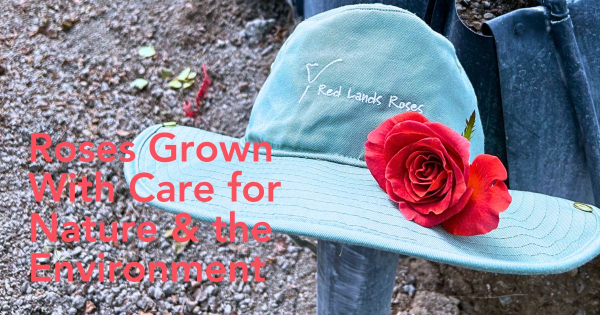 This Is How Sustainability Ensures Quality Roses Come from Red Lands Roses.