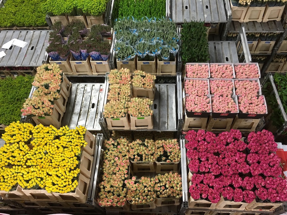 Will Flowers Be Affordable in the Future Due to High Energy Prices? Flower Auction