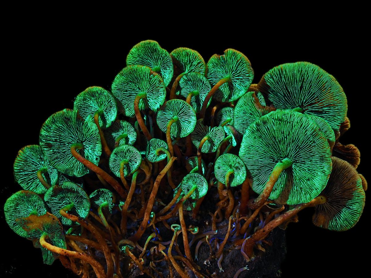 Jay Lichter's Macro Photography Uncovers the Vibrant and Intricate World of Slime Molds