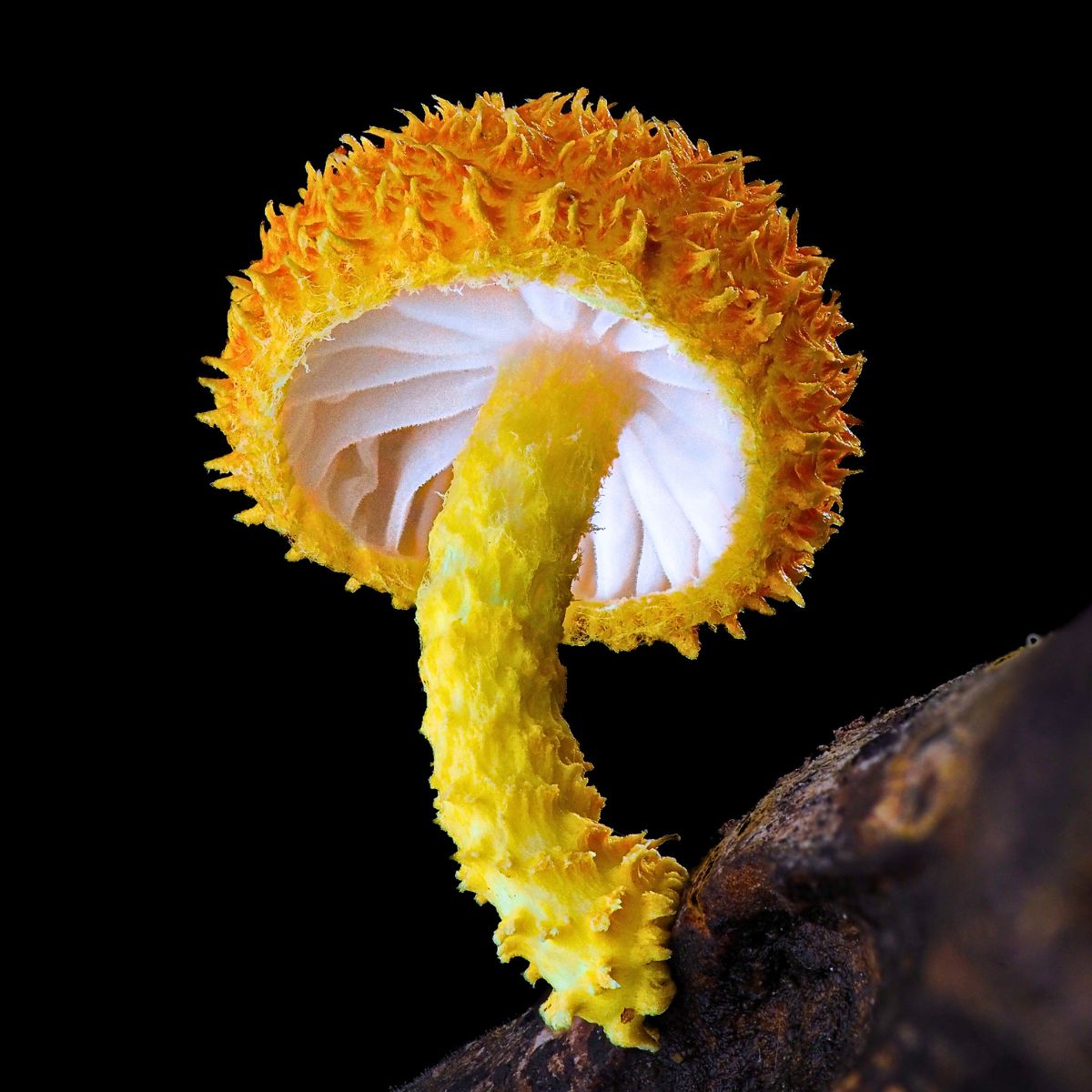 Jay Lichter's Macro Photography Uncovers the Vibrant and Intricate World of Slime Molds