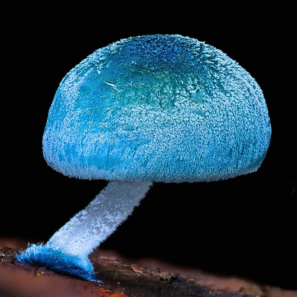 Jay Lichter's Macro Photography Uncovers the Vibrant and Intricate World of Slime Molds