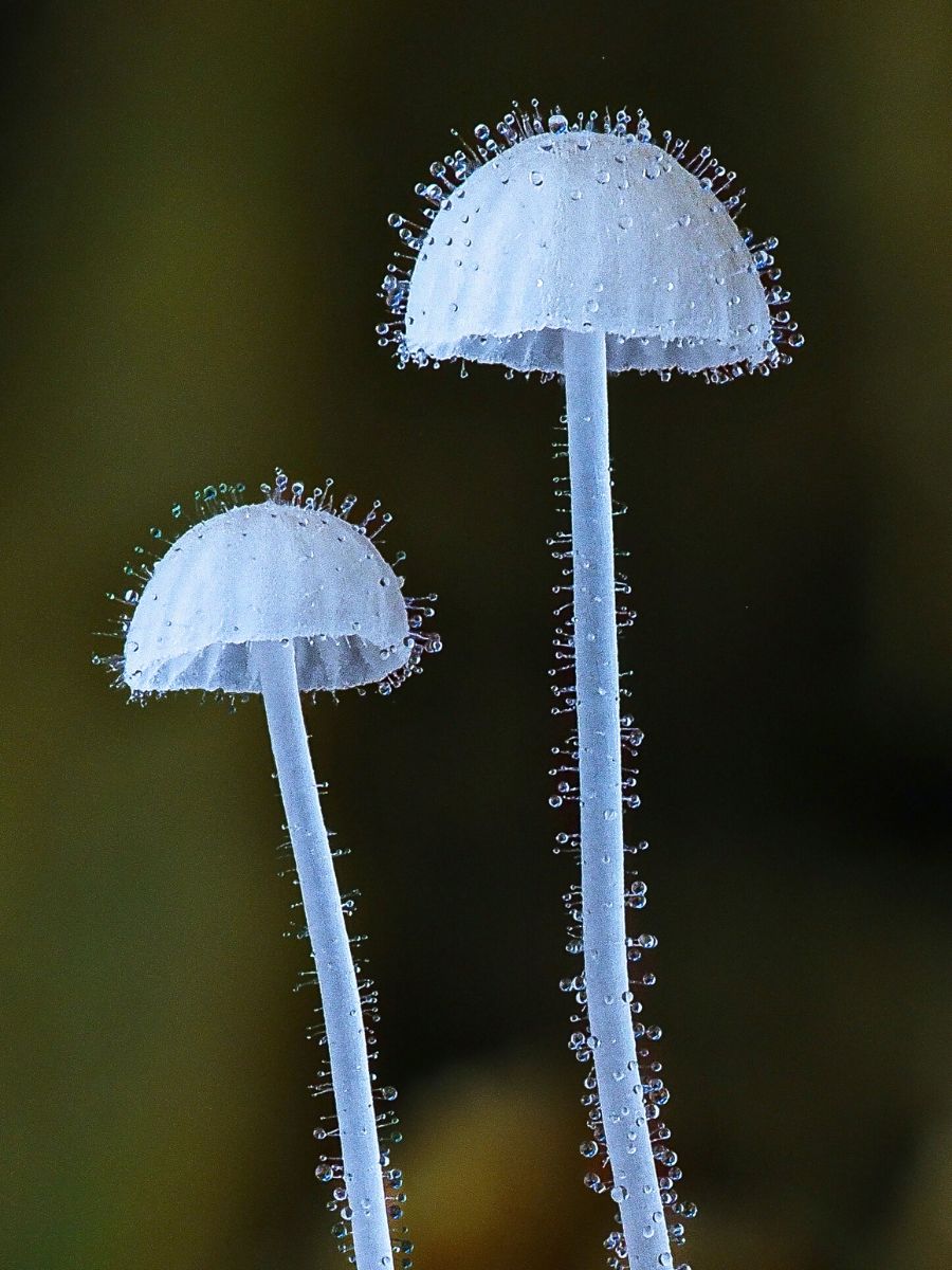 Jay Lichter's Macro Photography Uncovers the Vibrant and Intricate World of Slime Molds