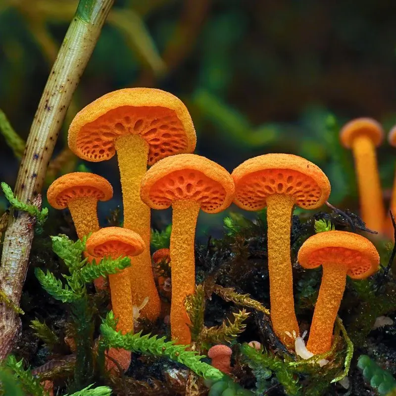 Jay Lichter's Macro Photography Uncovers the Vibrant and Intricate World of Slime Molds