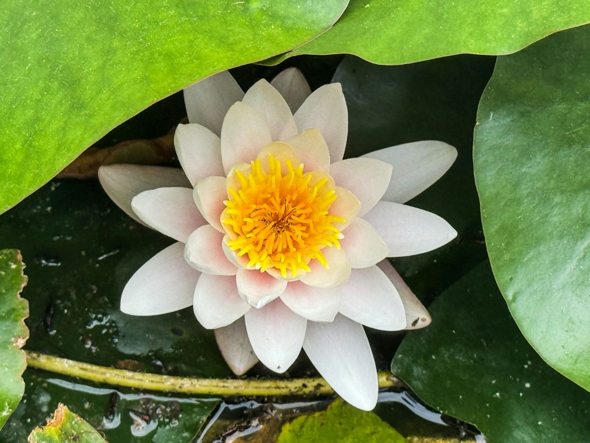 Flourished whitish lotus flower