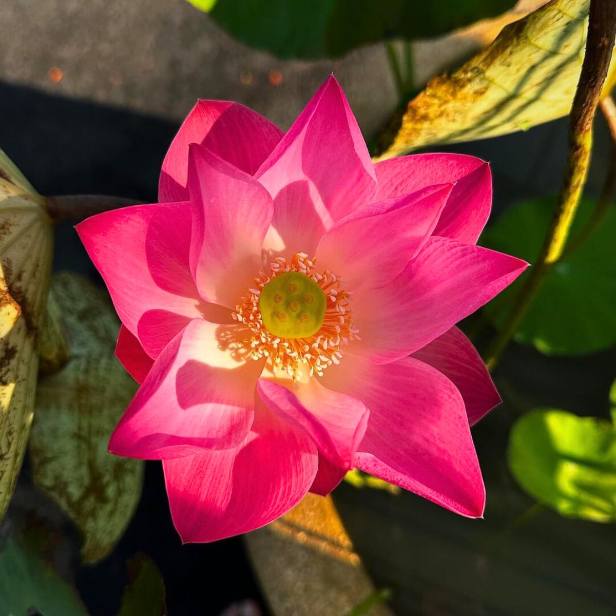 Bright pink lotus flower meaning