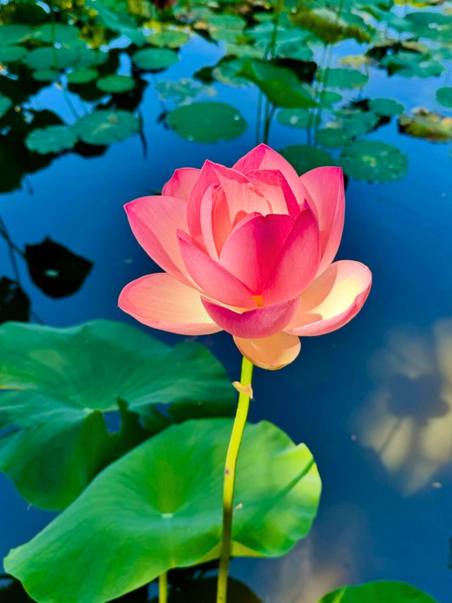 Open lotus flower in the water