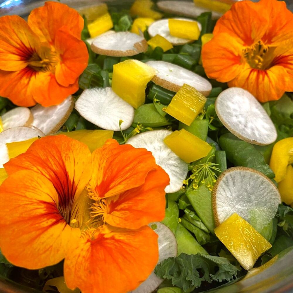 Colored nasturtiums edible flower