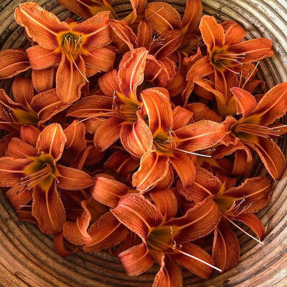 Dry edible Daylily -  Edible Flower