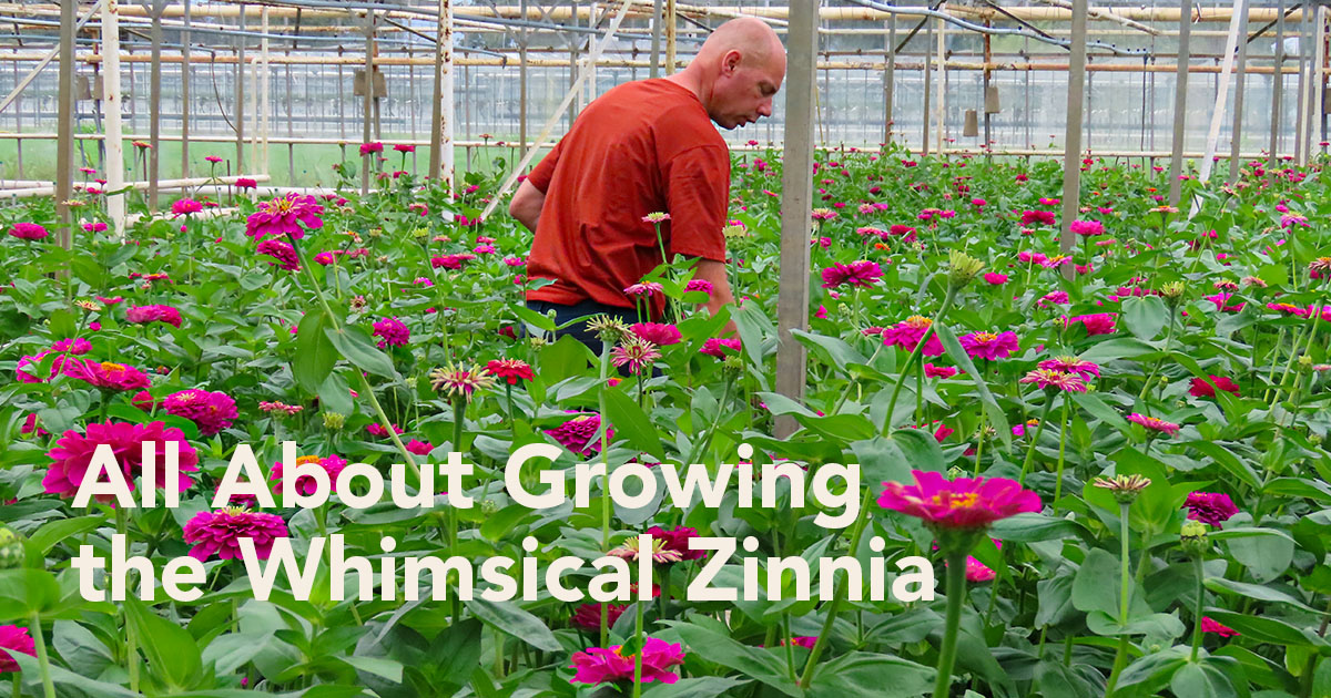 Maurits Keppel harvesting Zinnia