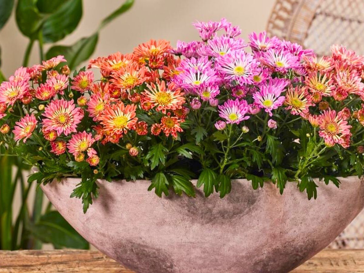 Combination of pink and peachy Sollinea plants