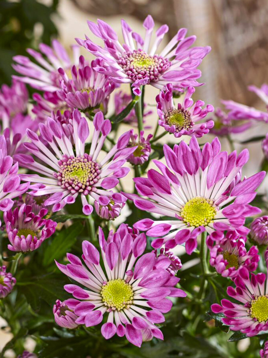 Sollinea Fresh Pink in pot detail