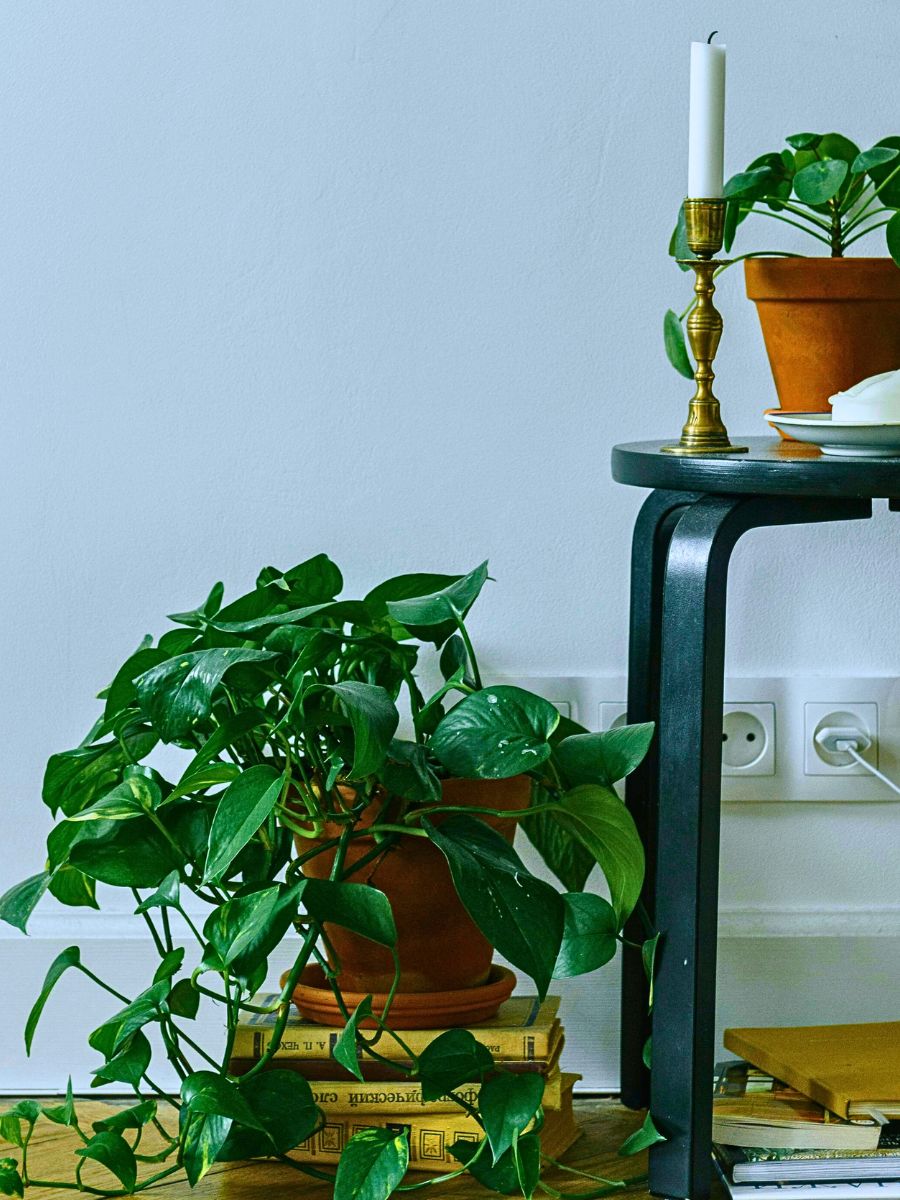 Interior Plants Are Good for You and the Planet