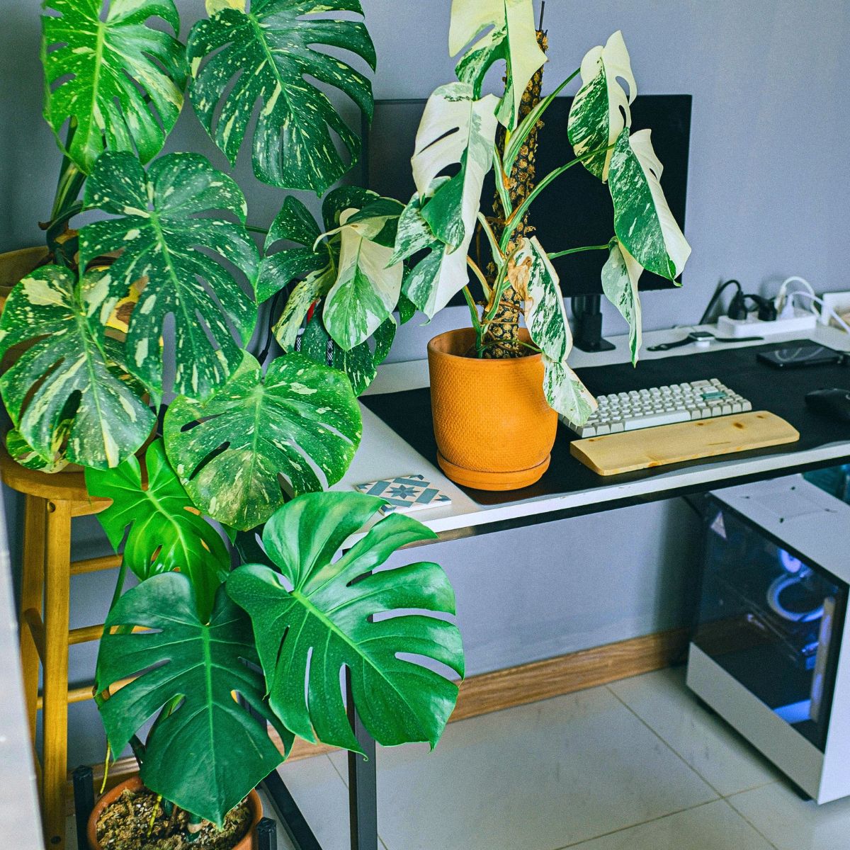 Interior Plants Are Good for You and the Planet