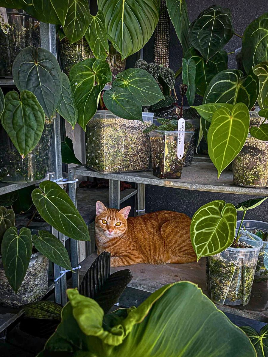 Interior Plants Are Good for You and the Planet