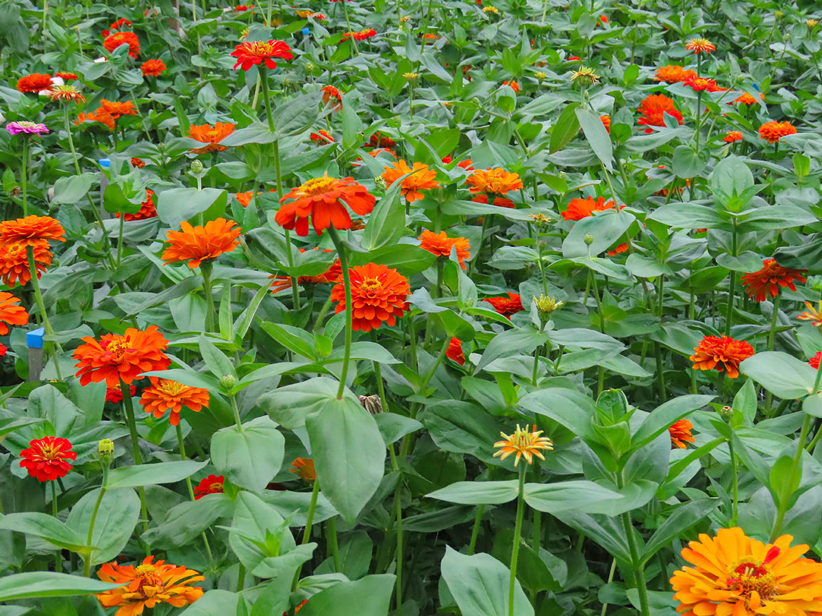 Zinnia Orange field at Maurits Keppel